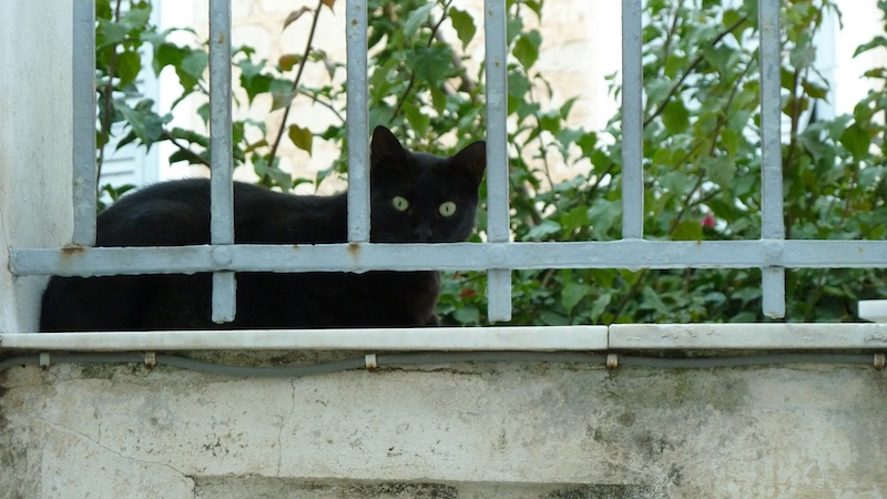 Syros cat 1.JPG